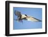 Arctic Tern, Svalbard, Norway-Paul Souders-Framed Photographic Print