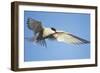 Arctic Tern, Svalbard, Norway-Paul Souders-Framed Photographic Print