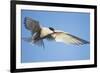 Arctic Tern, Svalbard, Norway-Paul Souders-Framed Photographic Print