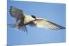 Arctic Tern, Svalbard, Norway-Paul Souders-Mounted Photographic Print