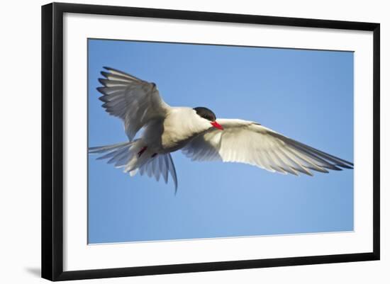 Arctic Tern, Svalbard, Norway-Paul Souders-Framed Photographic Print