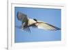 Arctic Tern, Svalbard, Norway-Paul Souders-Framed Photographic Print