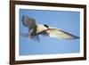 Arctic Tern, Svalbard, Norway-Paul Souders-Framed Photographic Print