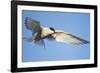 Arctic Tern, Svalbard, Norway-Paul Souders-Framed Photographic Print