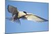 Arctic Tern, Svalbard, Norway-Paul Souders-Mounted Photographic Print