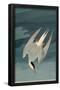 Arctic Tern-null-Framed Poster