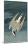 Arctic Tern-null-Mounted Poster