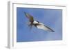 Arctic Tern-Ken Archer-Framed Photographic Print