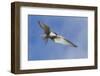 Arctic Tern-Ken Archer-Framed Photographic Print