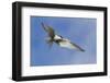 Arctic Tern-Ken Archer-Framed Photographic Print