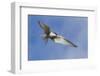 Arctic Tern-Ken Archer-Framed Photographic Print