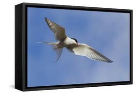 Arctic Tern-Ken Archer-Framed Stretched Canvas