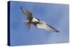 Arctic Tern-Ken Archer-Stretched Canvas