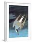 Arctic Tern-John James Audubon-Framed Art Print