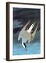 Arctic Tern-John James Audubon-Framed Art Print