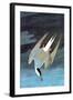 Arctic Tern-John James Audubon-Framed Art Print