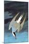 Arctic Tern-John James Audubon-Mounted Art Print