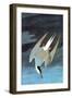 Arctic Tern-John James Audubon-Framed Art Print