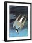 Arctic Tern-John James Audubon-Framed Art Print