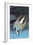 Arctic Tern-John James Audubon-Framed Art Print