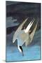 Arctic Tern-John James Audubon-Mounted Art Print