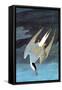 Arctic Tern-John James Audubon-Framed Stretched Canvas