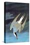 Arctic Tern-John James Audubon-Stretched Canvas