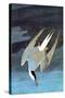 Arctic Tern-John James Audubon-Stretched Canvas