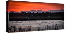 Arctic Terns and Ducks, under the Midnight Sun, Seltjarnarnes, Reykjavik, Iceland-null-Stretched Canvas