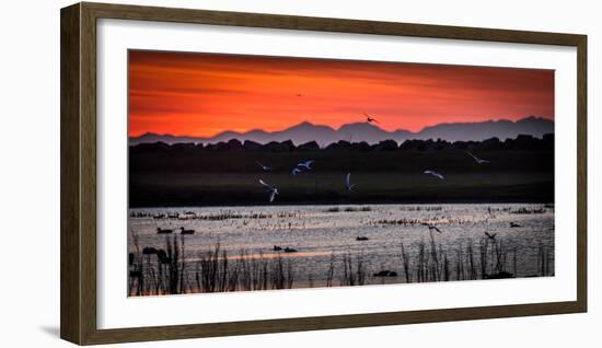 Arctic Terns and Ducks, under the Midnight Sun, Seltjarnarnes, Reykjavik, Iceland-null-Framed Photographic Print
