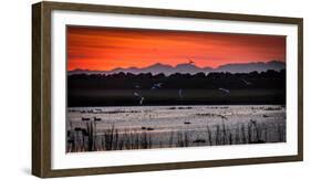 Arctic Terns and Ducks, under the Midnight Sun, Seltjarnarnes, Reykjavik, Iceland-null-Framed Photographic Print