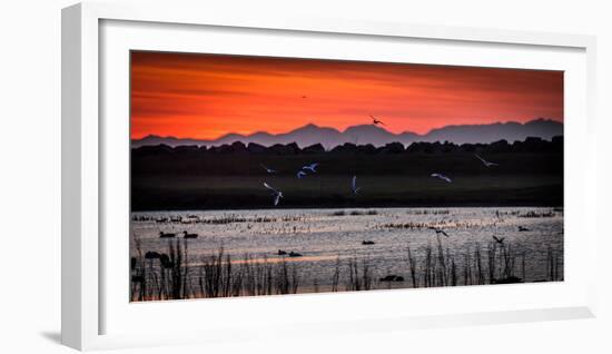 Arctic Terns and Ducks, under the Midnight Sun, Seltjarnarnes, Reykjavik, Iceland-null-Framed Photographic Print