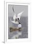 Arctic Terns, Courtship-Ken Archer-Framed Photographic Print