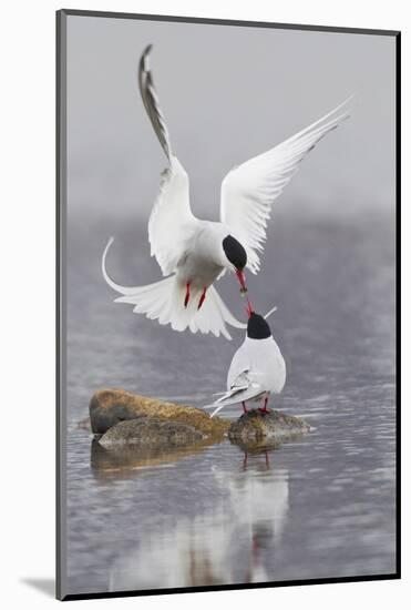 Arctic Terns, Courtship-Ken Archer-Mounted Photographic Print