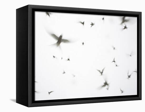 Arctic Terns Flying Against White Sky, Motion Blur Abstract, Isle of May, Scotland, UK-Pete Cairns-Framed Stretched Canvas