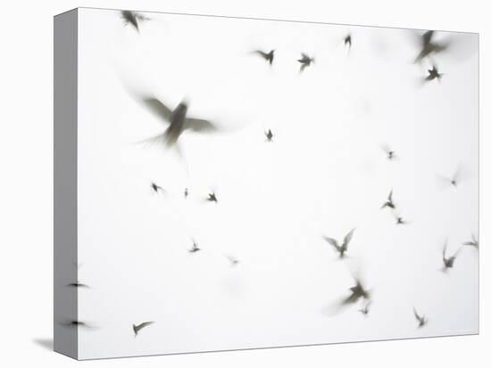 Arctic Terns Flying Against White Sky, Motion Blur Abstract, Isle of May, Scotland, UK-Pete Cairns-Stretched Canvas