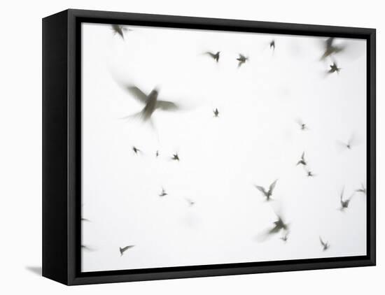 Arctic Terns Flying Against White Sky, Motion Blur Abstract, Isle of May, Scotland, UK-Pete Cairns-Framed Stretched Canvas