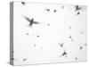 Arctic Terns Flying Against White Sky, Motion Blur Abstract, Isle of May, Scotland, UK-Pete Cairns-Stretched Canvas