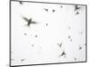 Arctic Terns Flying Against White Sky, Motion Blur Abstract, Isle of May, Scotland, UK-Pete Cairns-Mounted Premium Photographic Print