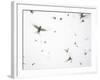 Arctic Terns Flying Against White Sky, Motion Blur Abstract, Isle of May, Scotland, UK-Pete Cairns-Framed Photographic Print