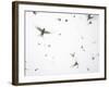 Arctic Terns Flying Against White Sky, Motion Blur Abstract, Isle of May, Scotland, UK-Pete Cairns-Framed Photographic Print