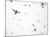 Arctic Terns Flying Against White Sky, Motion Blur Abstract, Isle of May, Scotland, UK-Pete Cairns-Mounted Photographic Print