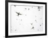 Arctic Terns Flying Against White Sky, Motion Blur Abstract, Isle of May, Scotland, UK-Pete Cairns-Framed Photographic Print