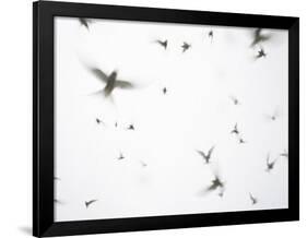 Arctic Terns Flying Against White Sky, Motion Blur Abstract, Isle of May, Scotland, UK-Pete Cairns-Framed Photographic Print