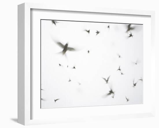 Arctic Terns Flying Against White Sky, Motion Blur Abstract, Isle of May, Scotland, UK-Pete Cairns-Framed Photographic Print