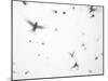 Arctic Terns Flying Against White Sky, Motion Blur Abstract, Isle of May, Scotland, UK-Pete Cairns-Mounted Photographic Print