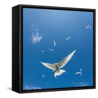 Arctic Terns Flying, Flatey Island, Iceland-Arctic-Images-Framed Stretched Canvas