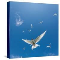 Arctic Terns Flying, Flatey Island, Iceland-Arctic-Images-Stretched Canvas