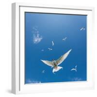 Arctic Terns Flying, Flatey Island, Iceland-Arctic-Images-Framed Photographic Print