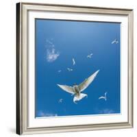 Arctic Terns Flying, Flatey Island, Iceland-Arctic-Images-Framed Photographic Print